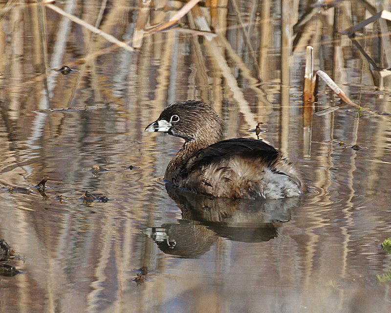 Pied-billed Grebe3.jpg