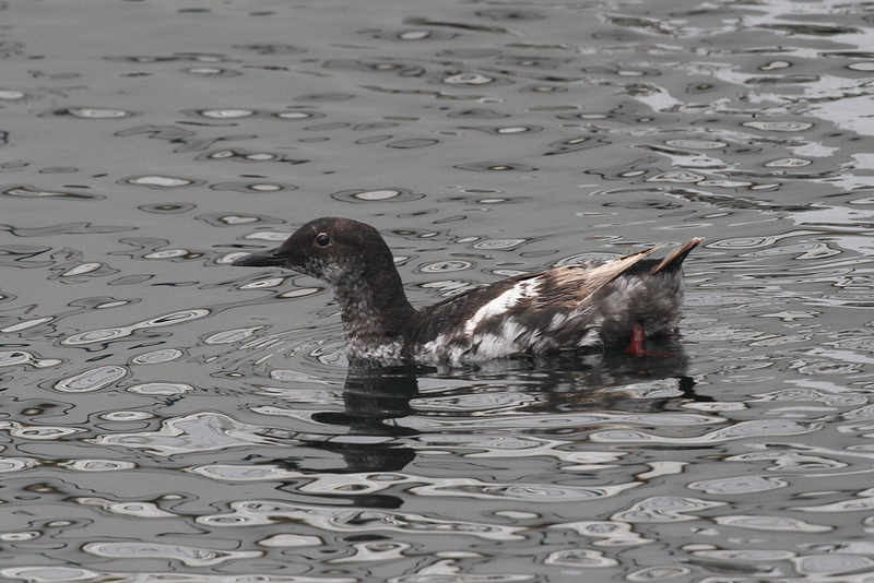 Pigeon Guillemot 3.jpg :: Eclipse plumage