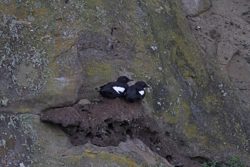 Pigeon Guillemots 4.jpg