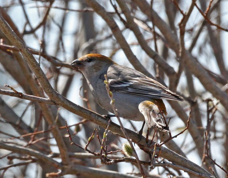 Pine Grosbeak 2.jpg