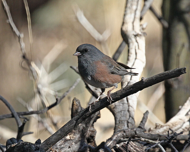 Pink-sided Junco2.jpg