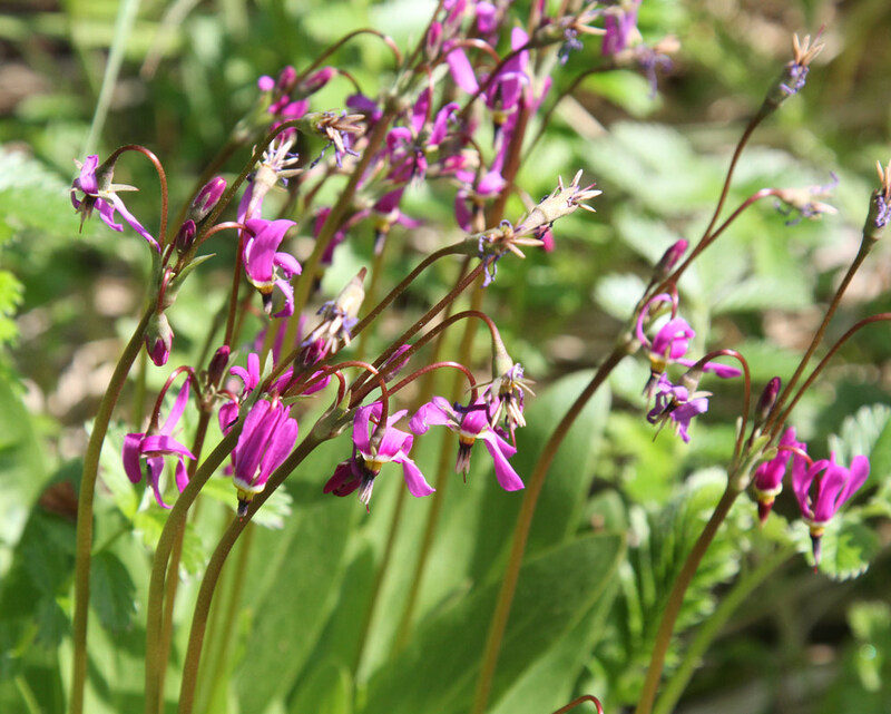 Pretty Shootingstar.jpg