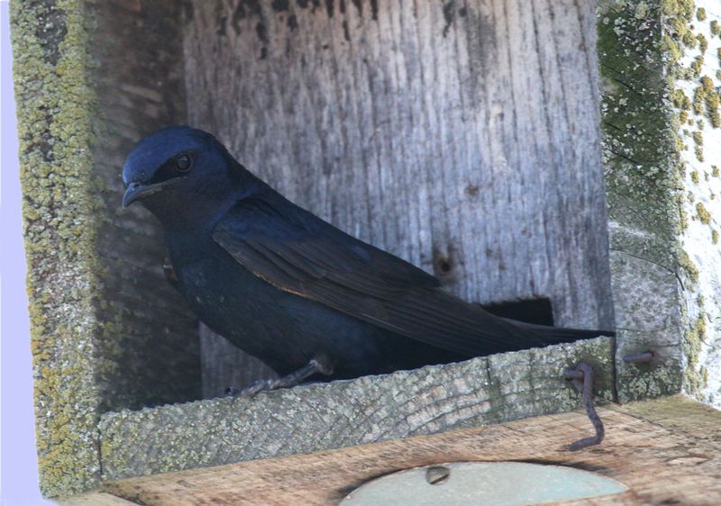 Purple Martin 1.jpg
