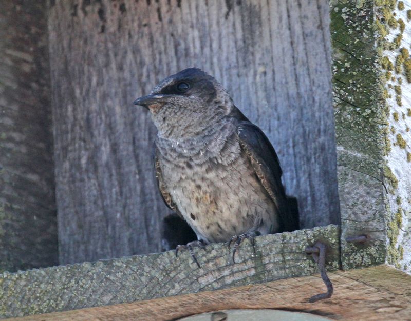 Purple Martin 2.jpg :: Fledgeling