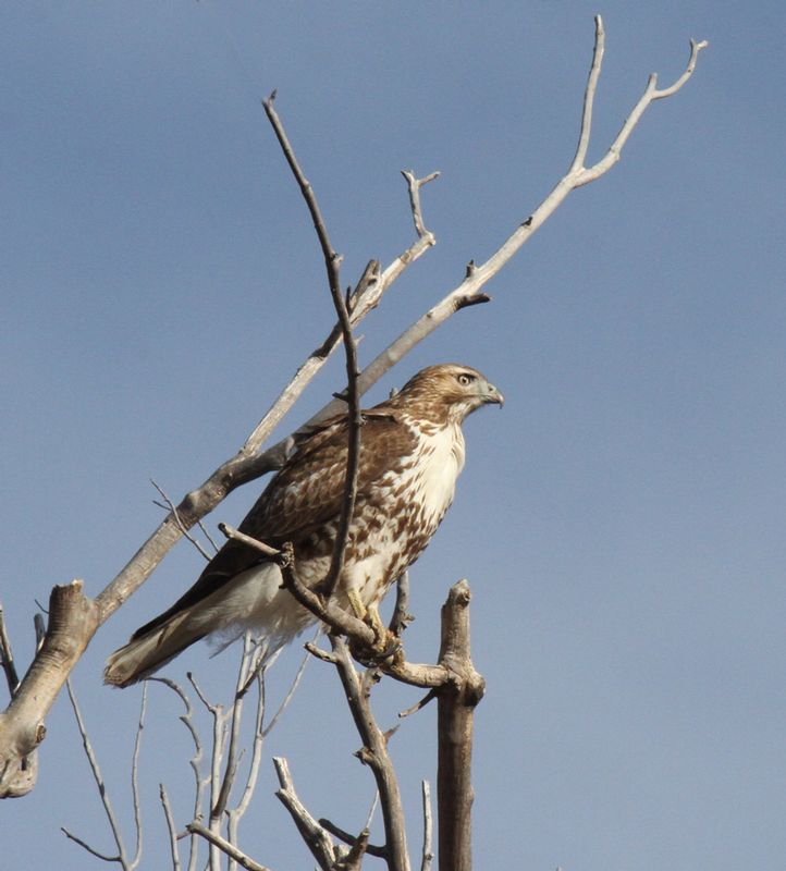 Red-tailed Hawk 5.jpg