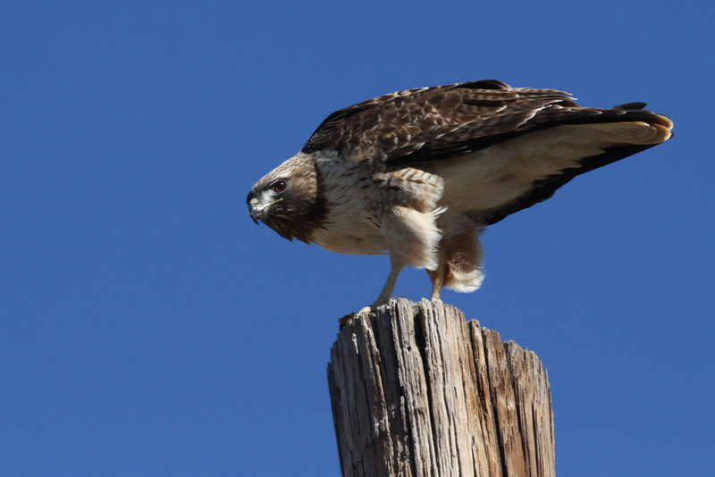 Red-tailed Hawk 6.jpg