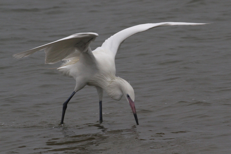 Reddish Egret White Morph2.jpg