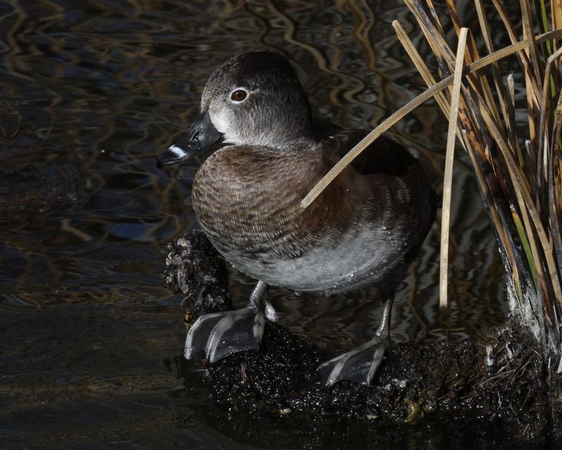 Ring-necked Duck 1.jpg