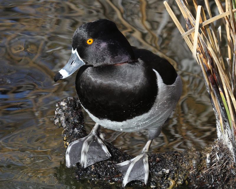 Ring-necked Duck 2.jpg