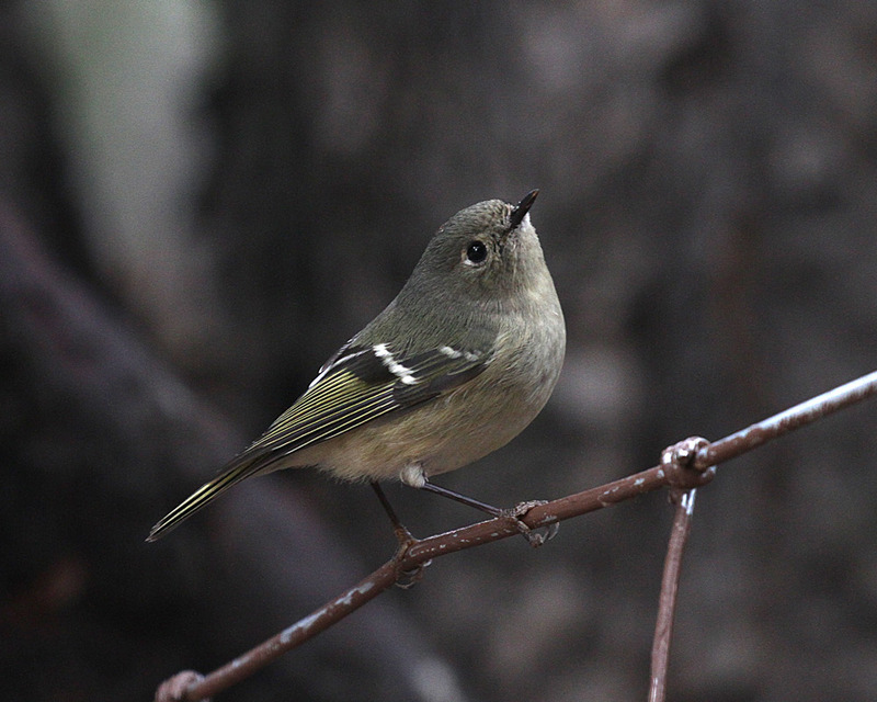 Ruby-crowned Kinglet2.jpg