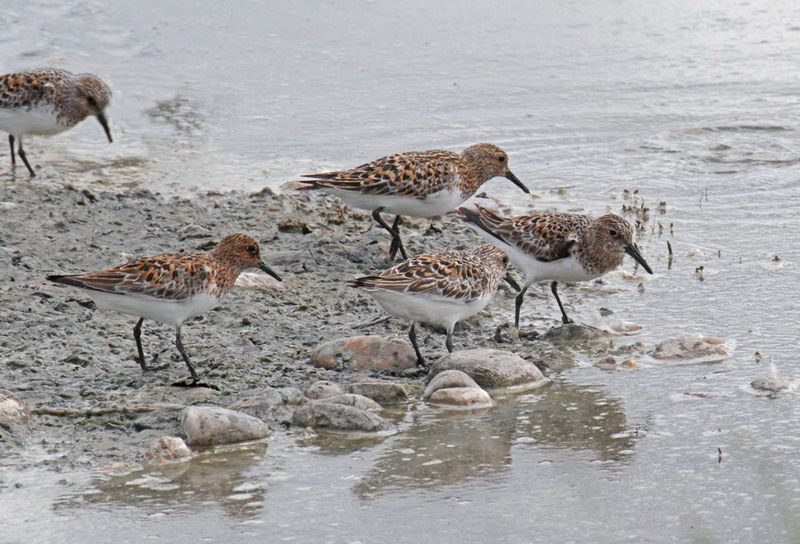 Sanderling 3.jpg