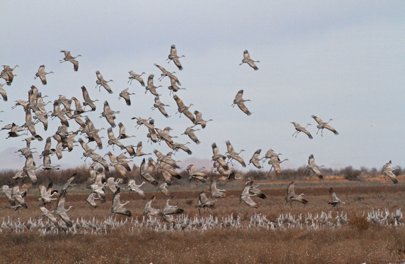 Sandhill Cranes 2.jpg