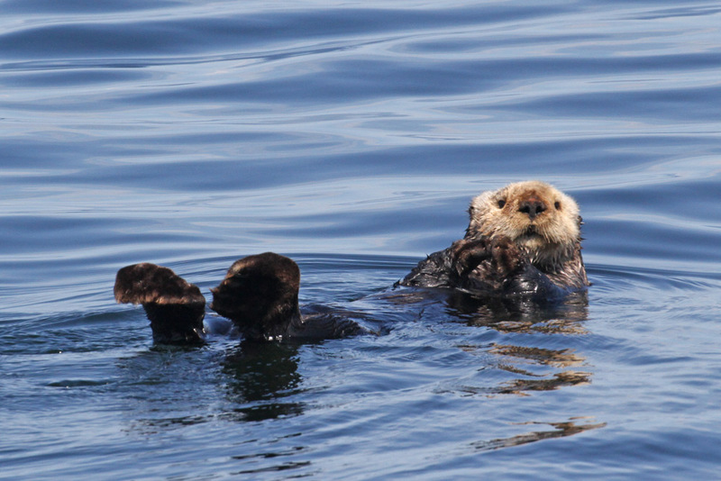 Sea Otter 2.jpg