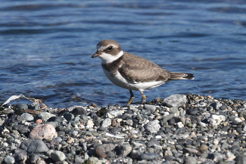 Semipalmated Plover2.jpg
