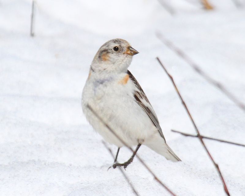 Snow Bunting.jpg
