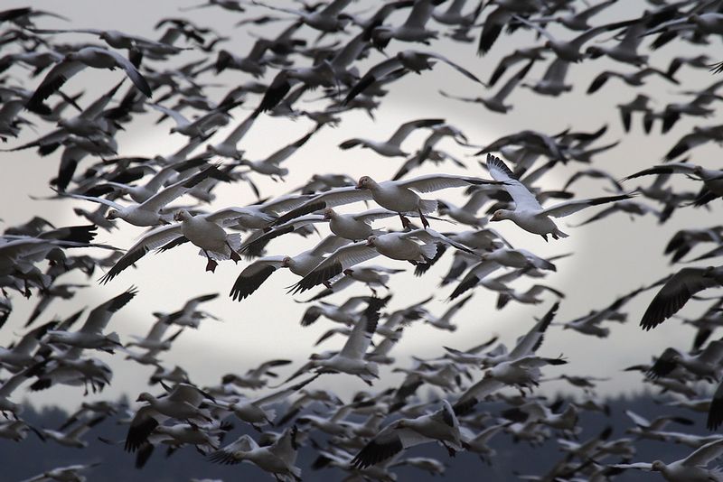 Snow Goose5.jpg