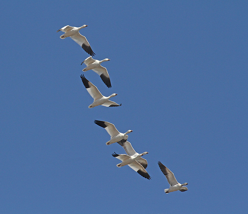 Snow Goose6.jpg