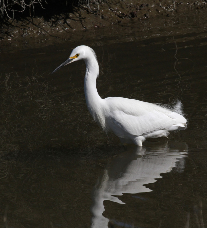 Snowy Egret8.jpg