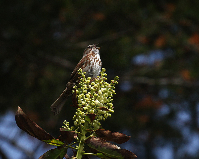 Song Sparrow2.jpg