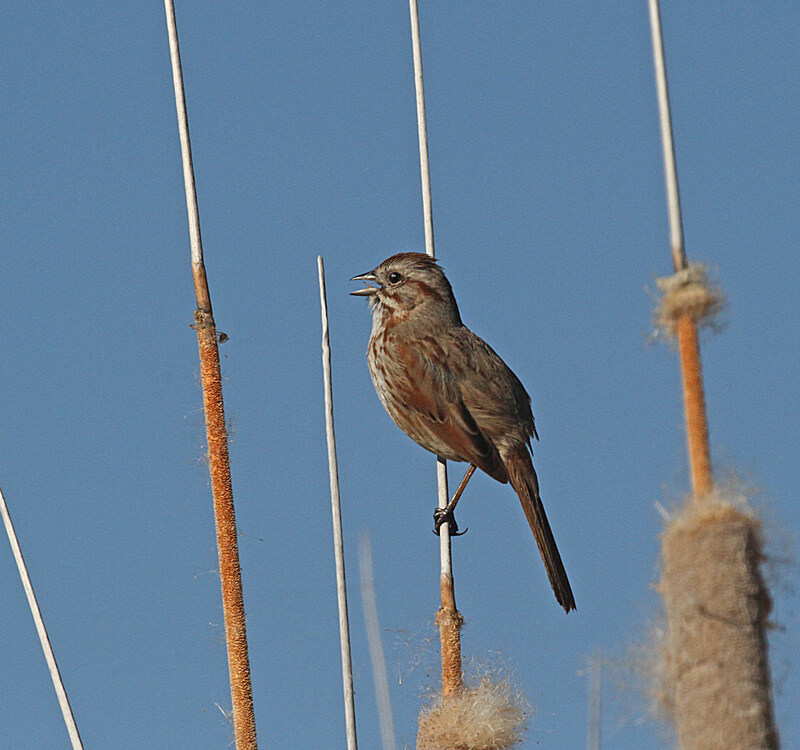 Song Sparrow5.jpg