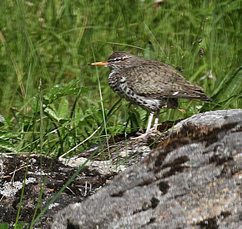 Spotted Sandpiper2.jpg