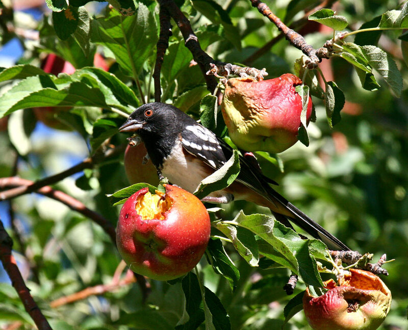 Spotted Towhee3.jpg