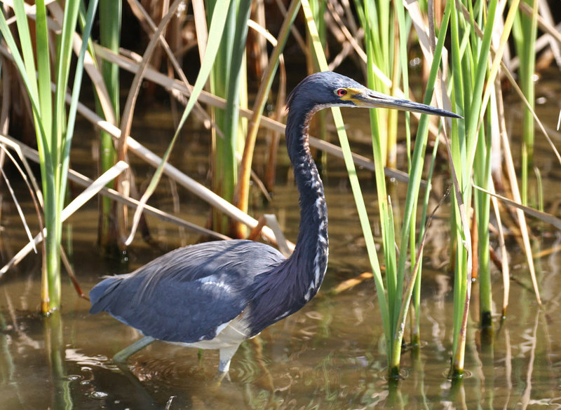 Tricolored Heron2.jpg