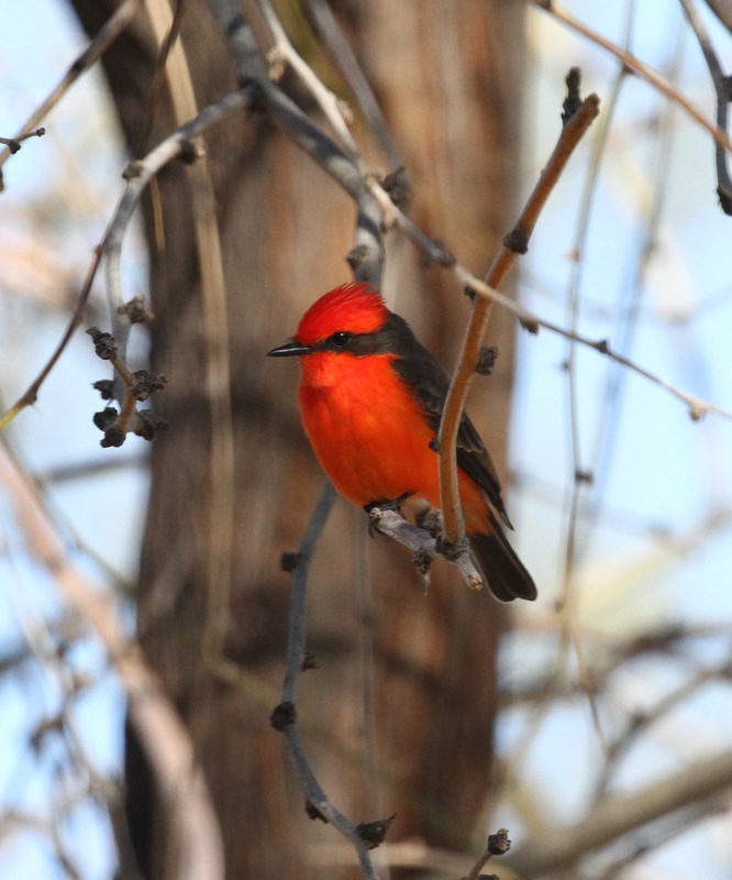 Vermilion Flycatcher4.jpg