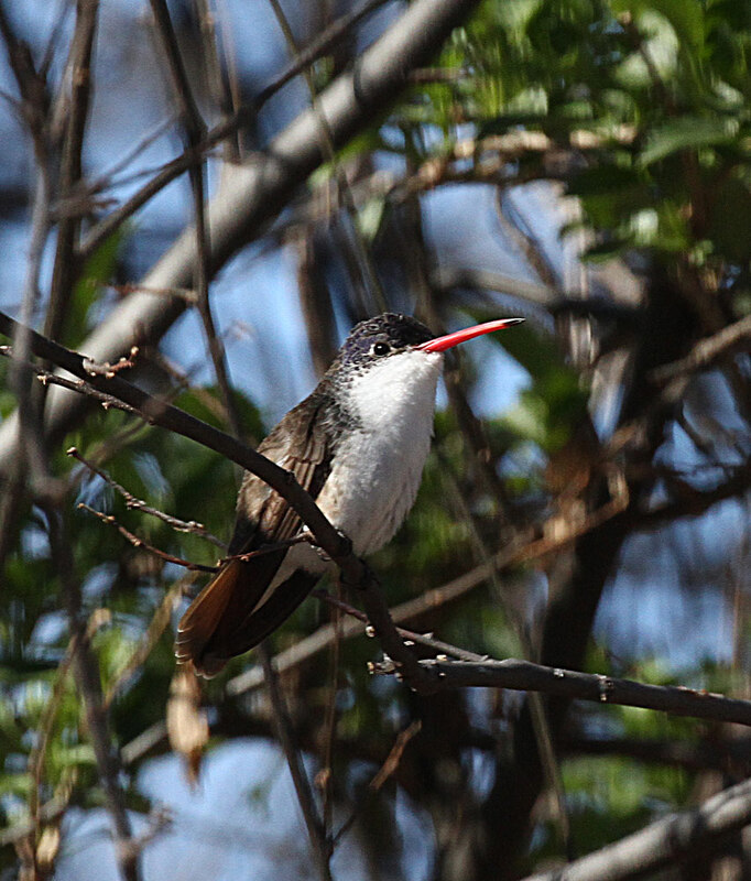 Violet-crowned Hummingbird3.jpg