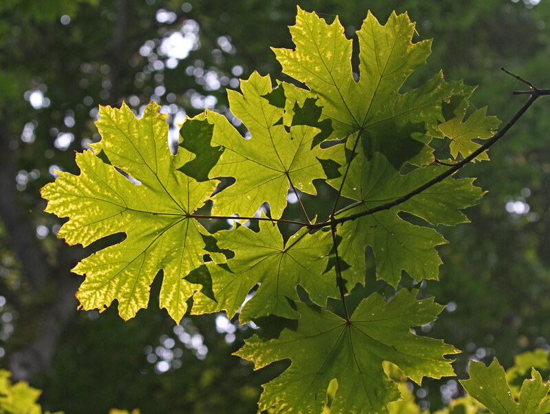 WA Bigleaf Maple2.jpg