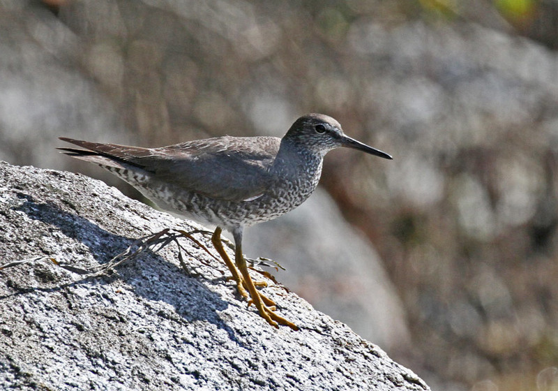 Wandering Tattler.jpg
