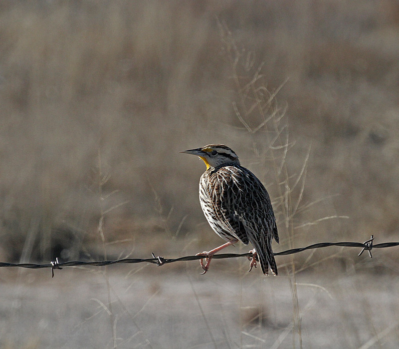 Western Meadowlark1.jpg