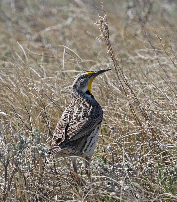 Western Meadowlark3.jpg