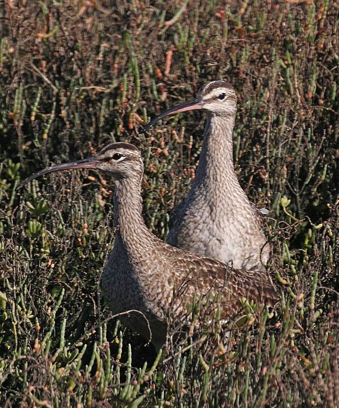 Whimbrel2.jpg
