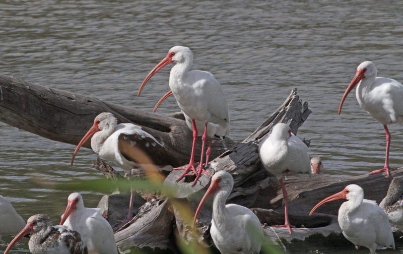 White Ibis4.jpg