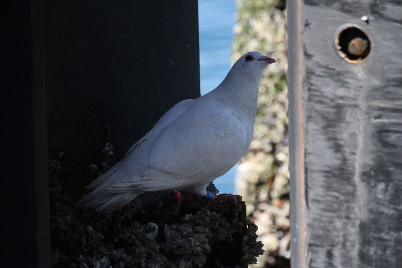 White Pigeon.jpg