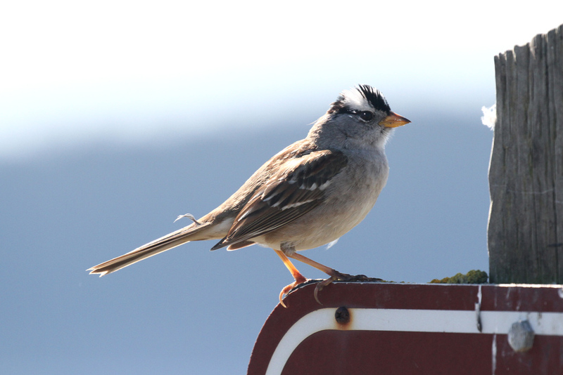 White-crowned Sparrow1.jpg