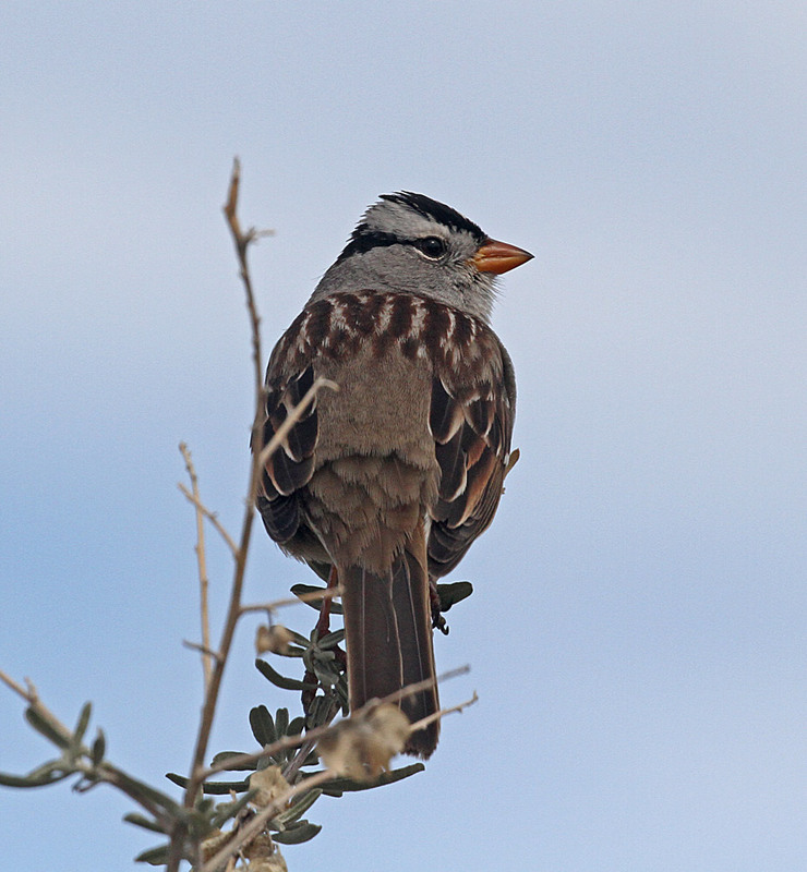 White-crowned Sparrow3.jpg