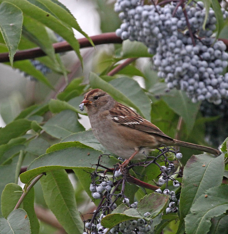 White-crowned Sparrow4.jpg