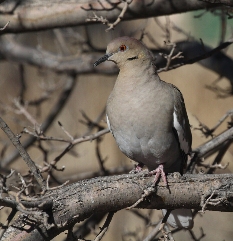 White-winged Dove 3.jpg