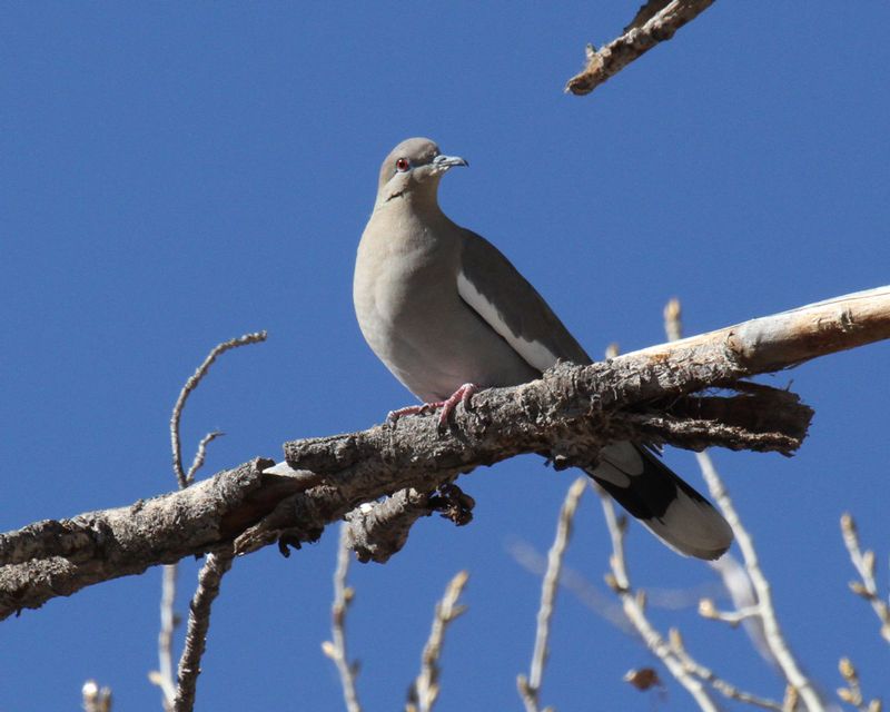 White-winged Dove.jpg
