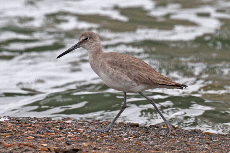 Willet5.jpg