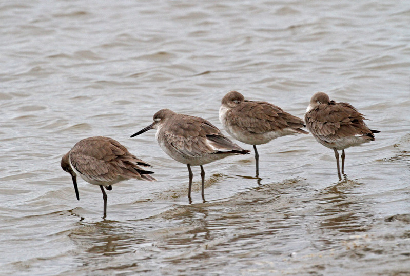 Willet6.jpg