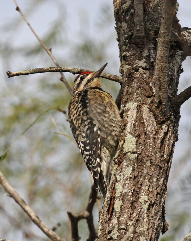 Yellow-bellied Sapsucker2.jpg