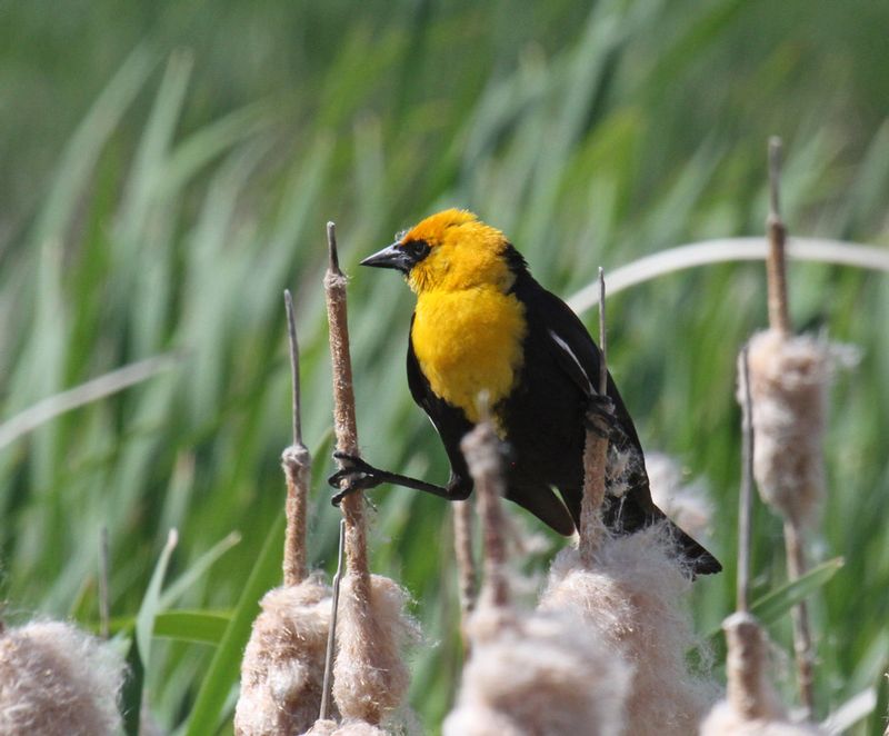 Yellow-headed Blackbird1.jpg
