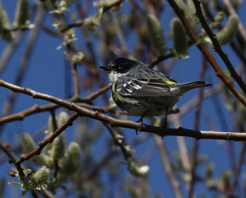 Yellow-rumped Warbler3.jpg