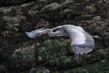 Great Blue Heron14.jpg