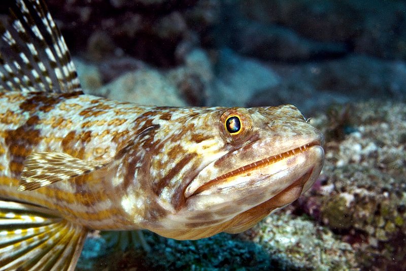 1-09-08_dixies_sandglider.jpg :: A lizardfish (Synodus binotatus) pauses for a moment before scampering away in the  Similan Islands, Andaman Sea, Thailand.
