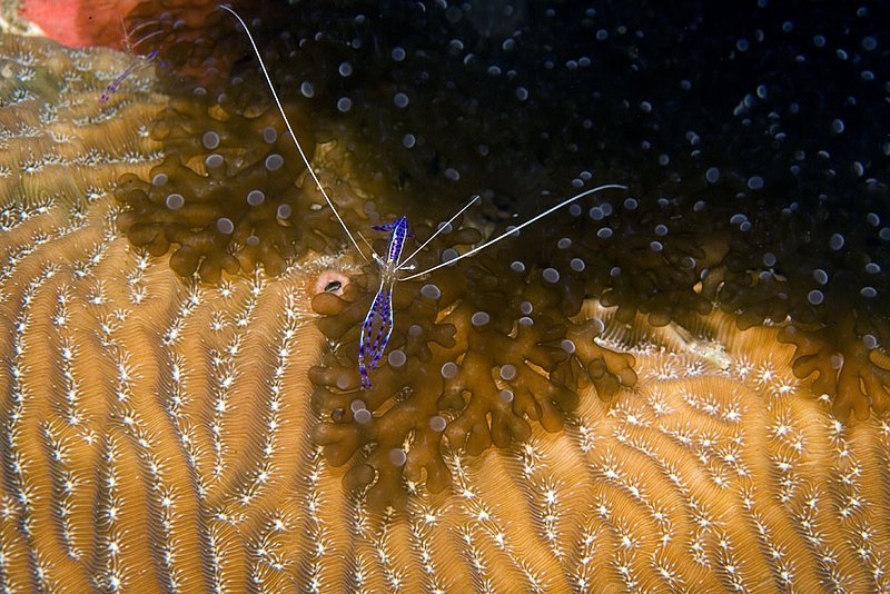 1-16-08_shirmp_overheat.jpg ::  Pederson Cleaner Shrimp (Periclimenes pedersoni) off of Roatan, Honduras.