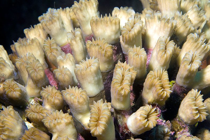 1-7-08_holewall_coral.jpg :: Hard corals off of Roatan, Honduras.